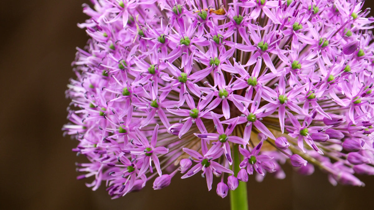 purple flower in macro lens
